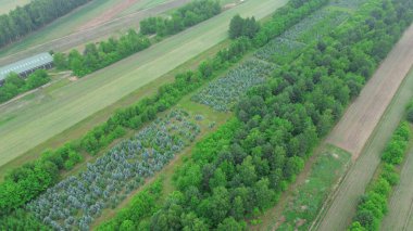 Açık Arazide Orman Genişlemesi