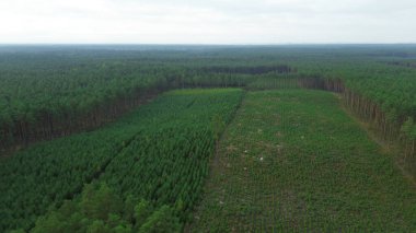 İnsansız hava aracı tarafından ele geçirilen yoğun kozalaklı orman