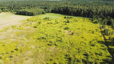 Terk Edilmiş Tarım Alanında Yeni Bir Orman
