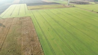 Açık çayırda duran vahşi geyik