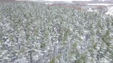 Kış mevsimi ormanı karla kaplı