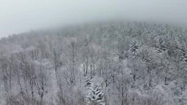 Karlı, yemyeşil orman ve kışın kırsal