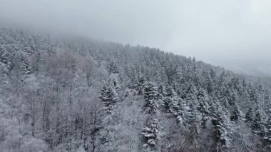 Karla kaplı manzaralı puslu kış manzarası