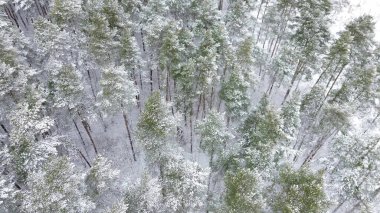 Karlı ağaçlı manzaralı kış ormanı