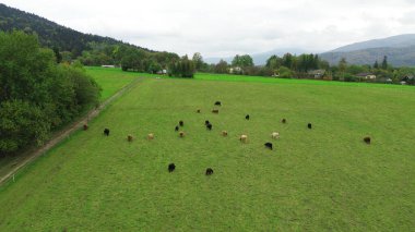 Dağ manzaralı sığırlar otluyor..