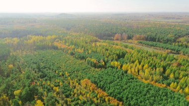 Sonbahar mevsiminde yukarıdan yoğun orman