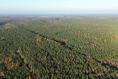 Gün batımında dağları olan manzaralı sonbahar ormanı