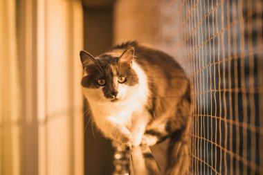 Gri kedicik, güvenlik ağıyla pencere eşiğinde yürüyor. Kürklü arkadaşı manzaranın tadını çıkarıyor.