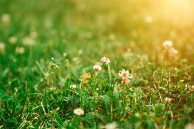 Beyaz yonca çiçekleriyle dolu bir çayır.