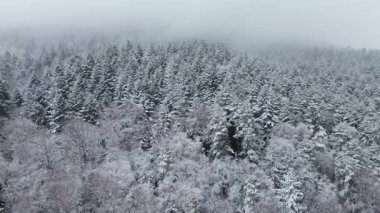Karla kaplı dağlarla ve çam ağaçlarıyla dağlık arazi