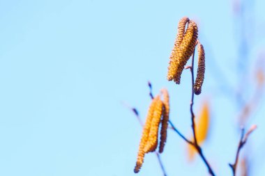 İnce ağaç dallarında taze bahar havası var.
