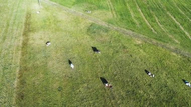 Yukarıdan görülen ineklerle açık alan
