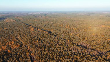 Günbatımında yıkanan sonbahar ağaçları