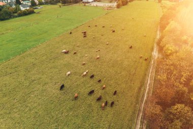 Dağ manzaralı sığırlar otluyor..