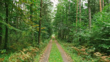 Sonbaharın başlarında yeşil ve sarı ormandan geçen dar toprak yol.