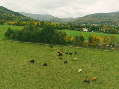 Dağ otlaklarındaki dağlık ineklerin insansız hava aracı görüntüsü.