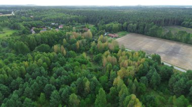 Güneşli sonbahar ormanlarının havadan görünüşü