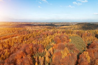 Sonbahar ormanı hava manzarasında renkli yapraklar.
