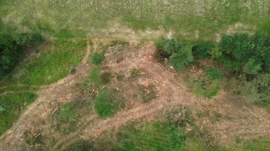 Ormansız bir ormanda istiflenmiş kereste ve kütükler.