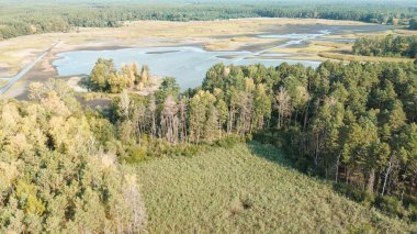 İnsansız hava aracı tarafından ele geçirilen yoğun kozalaklı orman