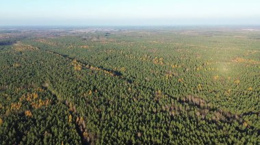 Gün batımında hava manzaralı sonbahar ormanı
