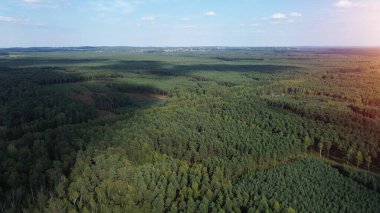 Terk Edilmiş Tarlada Çam Ağaçları Büyüyor