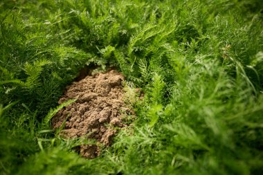 Etrafı yeşillikle çevrili taze toprak.