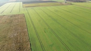 Yeşil tarlada geyik manzarası