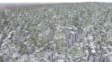 Uzun ağaçlar ve karlı ormanlar