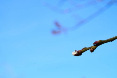 Close-up of tree catkins with blurred background clipart