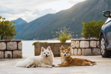 Dağ manzaralı terasta köpekleri rahatlatıyor..
