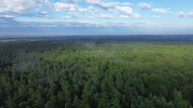 Bereketli yeşil orman manzarası üzerine puslu bir sabah