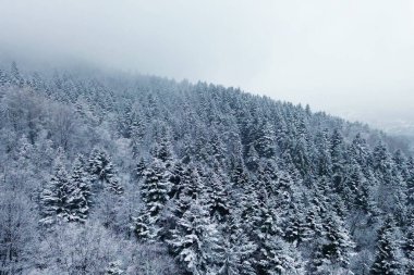 Çam ağaçları ve buz gibi tepeleri olan karlı bir kırsal.