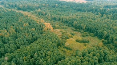 Renkli yaprakları olan manzaralı sonbahar ormanı