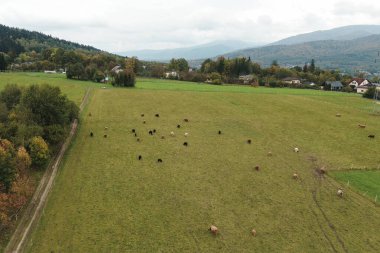 İnekler sonbahar ormanı yakınlarında otlar..