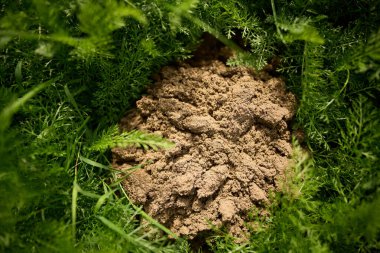 Yeşil bitkilerle çevrili taze toprak.
