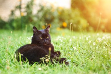 Güneşli bahçede yeşil çimlerde dinlenen kedi.