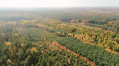 Canlı sonbahar renklerine sahip kırsal orman manzarası