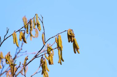 # Fındık ağacının Macro çekimi # # Gün ışığında catkins #