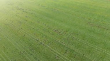 Çimenlikte köstebek ya da yaban domuzu hasarı