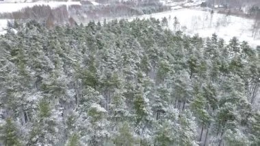 Taze karla kaplı kış ormanı