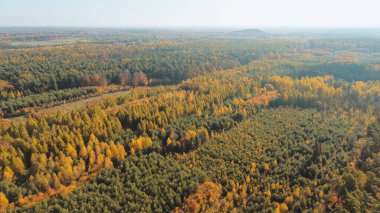 Hava Sonbahar Yeşilleri Görünümü: Sonbahar Ormanı Tepesi 'nin Canlı Renkleri