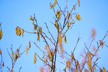 İlkbahar fındığı gökyüzüne karşı polenle doludur.