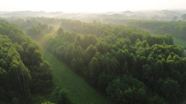 Hava aracı şafakta orman sisini yakalıyor.