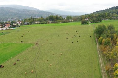 Otlaktaki İskoç sığırlarının insansız hava aracı görüntüsü.