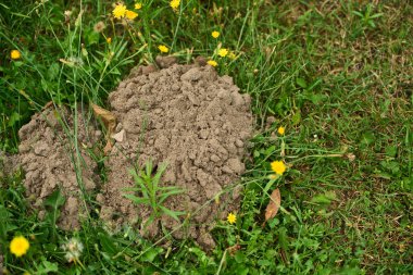 Çimen ve çiçek tarlasında köstebek yuvası yükseliyor.