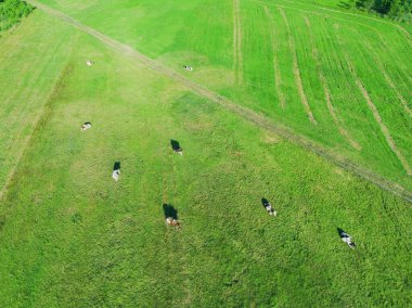 Dağınık ineklerle yeşil çayır