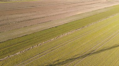Doğal parktaki geyik görüntüsü