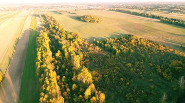 Altın saatinde güneşli sonbahar ormanı