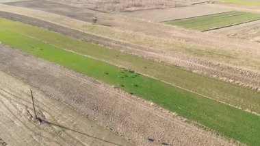 Kırsal yeşil arazide bir grup geyik